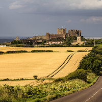 Buy canvas prints of  Bamburgh Castle Fields of Gold by Northeast Images