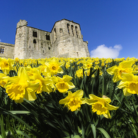 Buy canvas prints of  Warkworth Castle by Northeast Images