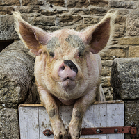 Buy canvas prints of  Piggin` Poser by Northeast Images