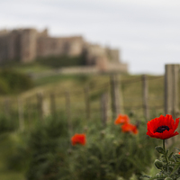 Buy canvas prints of Bamburgh Castle  by Northeast Images