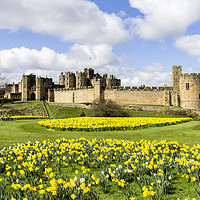 Buy canvas prints of Alnwick Castle by Northeast Images