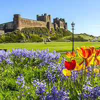 Buy canvas prints of Bamburgh Bluebells by Northeast Images
