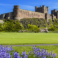 Buy canvas prints of Bamburgh Bluebells by Northeast Images