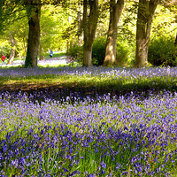 Buy canvas prints of Bluebell Wood by Trevor Kersley RIP