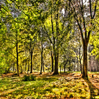 Buy canvas prints of Sunlight Through the Trees. by Trevor Kersley RIP