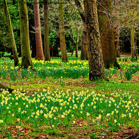 Buy canvas prints of Daffodill Wood by Trevor Kersley RIP