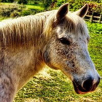 Buy canvas prints of White Horse by Trevor Kersley RIP
