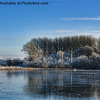 Buy canvas prints of The Pond in Winter by Trevor Kersley RIP