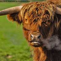 Buy canvas prints of Highland Coo by Trevor Kersley RIP