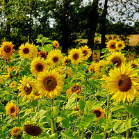 Buy canvas prints of Sunflowers by Trevor Kersley RIP
