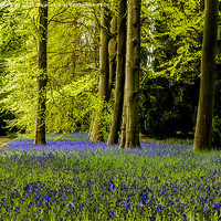 Buy canvas prints of Bluebell Wood by Trevor Kersley RIP