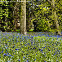 Buy canvas prints of Spring Bluebells by Trevor Kersley RIP