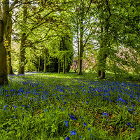Buy canvas prints of Along Bluebell Path by Trevor Kersley RIP