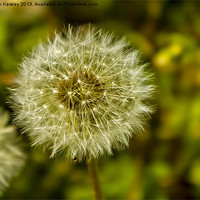 Buy canvas prints of Seeds of Time by Trevor Kersley RIP