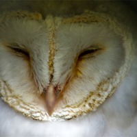Buy canvas prints of Barn Owl by Trevor Kersley RIP