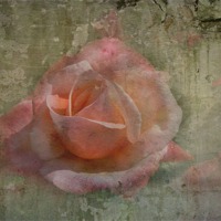 Buy canvas prints of Faded Rose by Trevor Kersley RIP