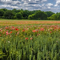 Buy canvas prints of Field of Poppies by Trevor Kersley RIP