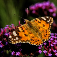 Buy canvas prints of Painted Lady Butterfly by Trevor Kersley RIP