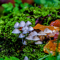 Buy canvas prints of Autumn Fungi by Trevor Kersley RIP