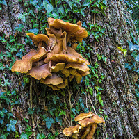 Buy canvas prints of Fungi on the Tree by Trevor Kersley RIP