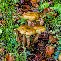 Buy canvas prints of Fungi in the Grass. by Trevor Kersley RIP