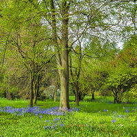 Buy canvas prints of Bluebell Spring by Trevor Kersley RIP