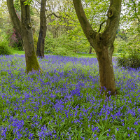 Buy canvas prints of Woodland Bluebells by Trevor Kersley RIP