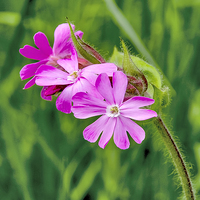 Buy canvas prints of Red Campion by Trevor Kersley RIP
