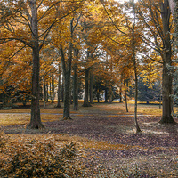 Buy canvas prints of Autumn in the Woods by Trevor Kersley RIP