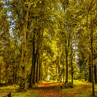 Buy canvas prints of Woodland Pathway by Trevor Kersley RIP