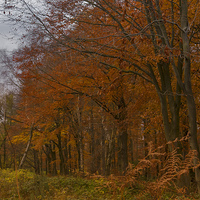 Buy canvas prints of Autumn in the Woods by Trevor Kersley RIP