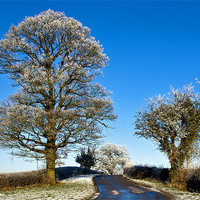 Buy canvas prints of Winter Trees by Trevor Kersley RIP