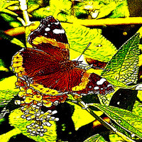 Buy canvas prints of Fractal Butterfly by Trevor Kersley RIP