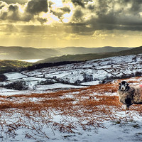 Buy canvas prints of Coniston Sheep by Jason Connolly