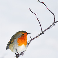 Buy canvas prints of Winter Robin by Jason Connolly