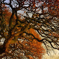 Buy canvas prints of Autumness by Jason Connolly