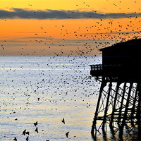 Buy canvas prints of Starlings At Sunset by Jason Connolly