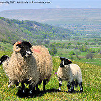 Buy canvas prints of Yorkshire Sheep by Jason Connolly