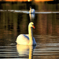 Buy canvas prints of Rydal Swans by Jason Connolly