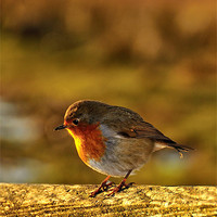 Buy canvas prints of Winter Robin Redbreast by Jason Connolly