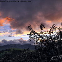 Buy canvas prints of Ferns At Sunset by Jason Connolly