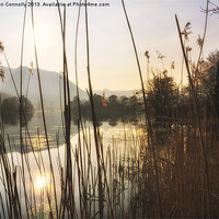 Buy canvas prints of Light Through The Reeds by Jason Connolly