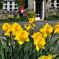 Buy canvas prints of Yorkshire Daffodils by Jason Connolly