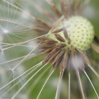 Buy canvas prints of Dandelion Seeds by Jason Connolly