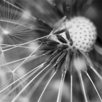 Buy canvas prints of Dandelion Seeds by Jason Connolly