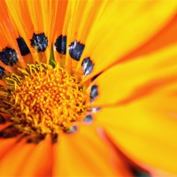 Buy canvas prints of Flower Macro by Jason Connolly