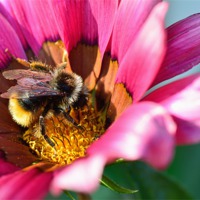 Buy canvas prints of Bee In Flower by Jason Connolly