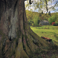 Buy canvas prints of Old Cumbrian Tree by Jason Connolly