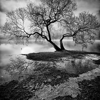Buy canvas prints of The Old Tree Ullswater by Jason Connolly