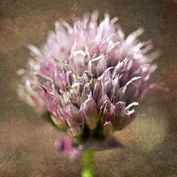 Buy canvas prints of Shallot onion Flower by Jason Connolly